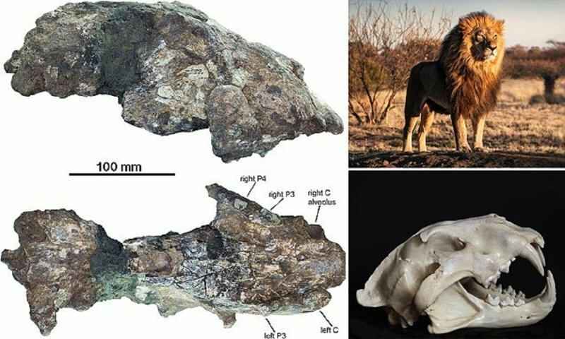200 000 лет назад по Кении бродили львы ростом с людей