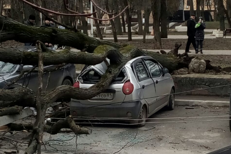 В центре Ростова сухое дерево рухнуло на две машины
