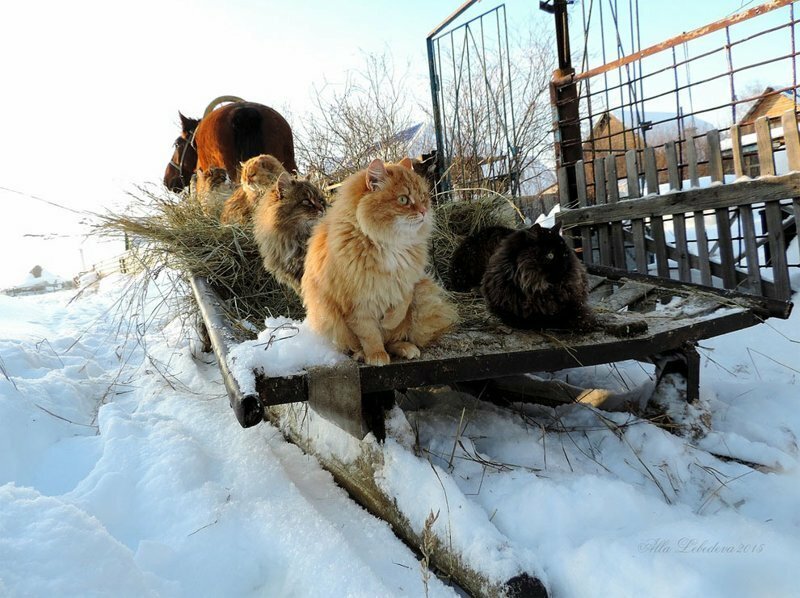 Миллион сибирских кошек