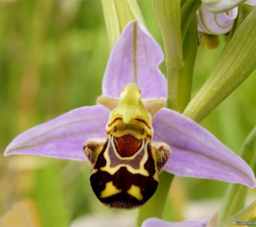 Орхидея "смеющийся шмель"(Ophrys bomybliflora)