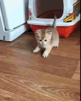Я дикий кот