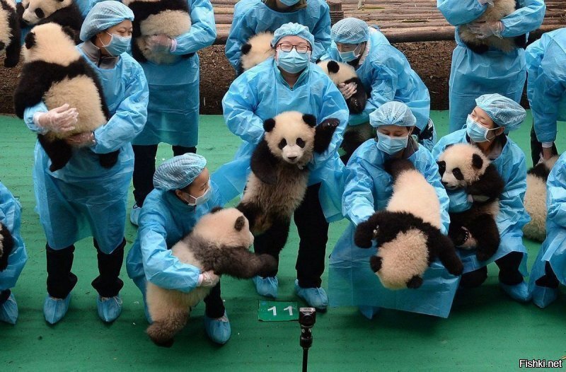 Есть такая работа - с пандами обниматься)))