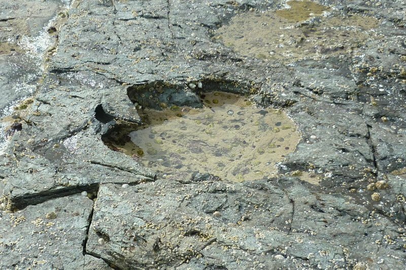 На острове Скай обнаружены следы крупнейших в мире динозавров