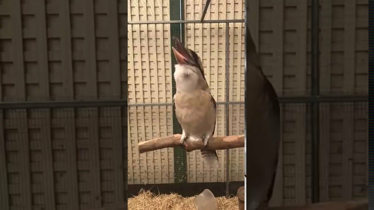 птица Кукабара поёт