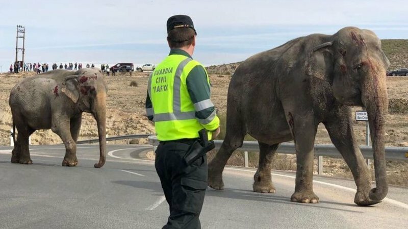 В Испании перевернулся грузовик, в котором перевозили цирковых слонов