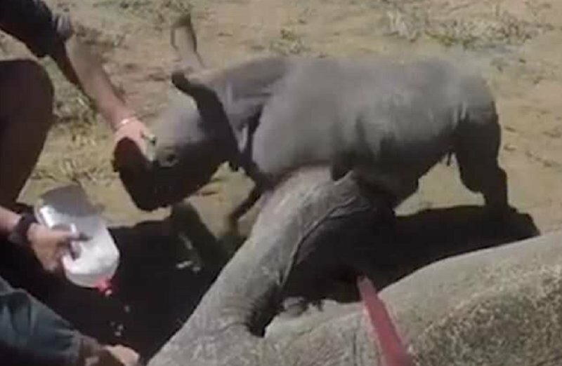 В Южной Африке детеныш носорога бросился защищать маму от ветеринаров