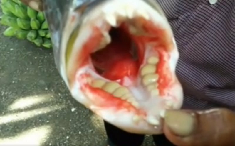 В Индонезии поймали рыбу с человеческими зубами
