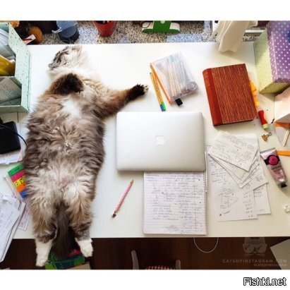Стандартный вид рабочего стола, у которого есть кошка