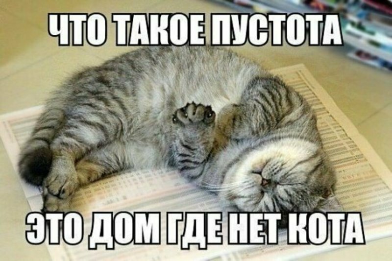 Субботний котопост