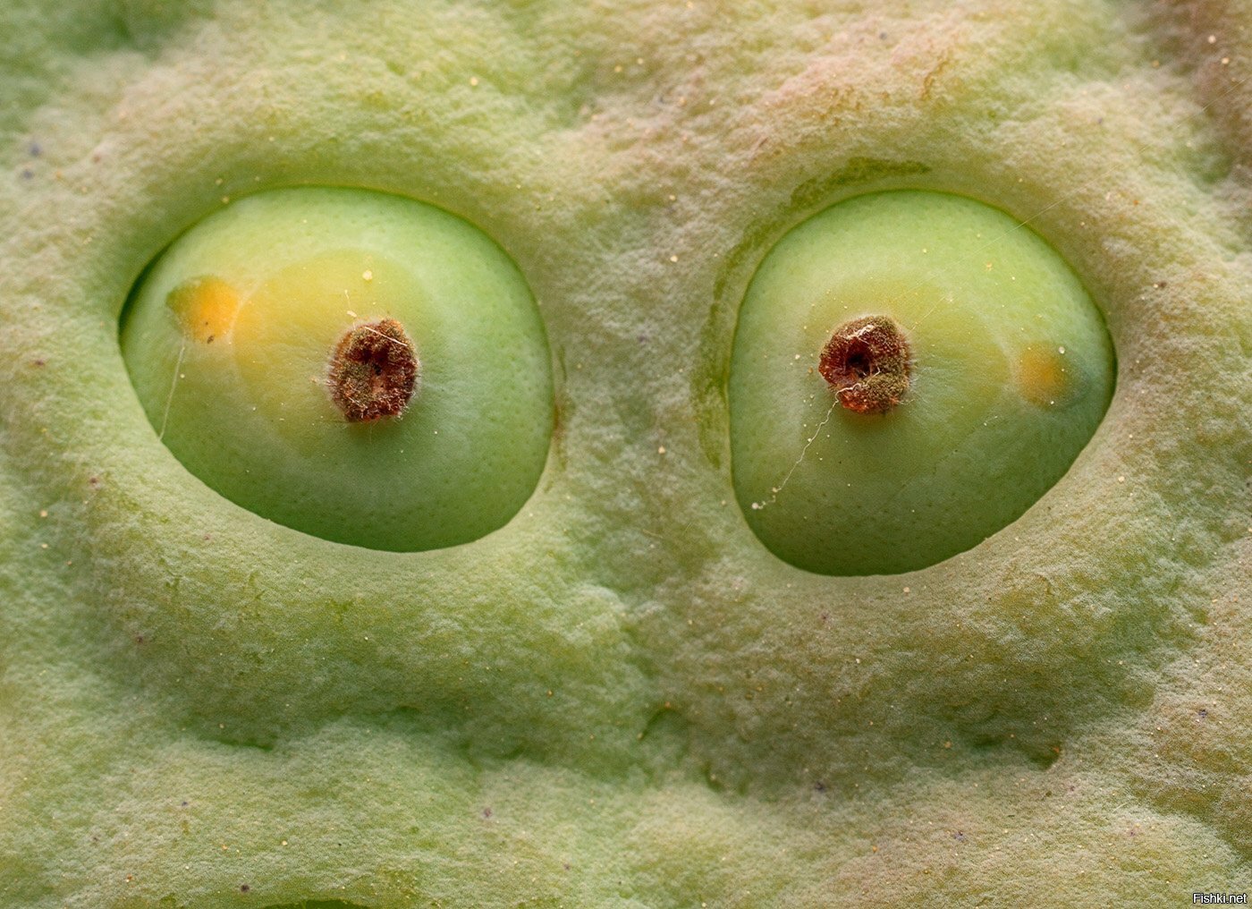 Коробочка каспийского лотоса с семенами крупным планом