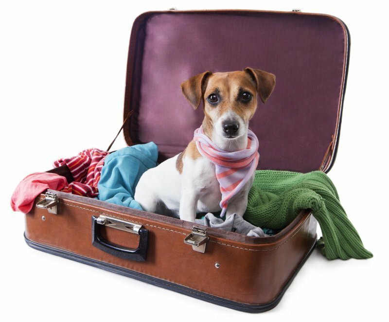 В Шереметьево иностранка уехала в багаж, пытаясь разыскать своих собак