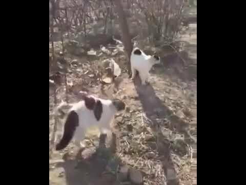 Стая котов напала на собаку