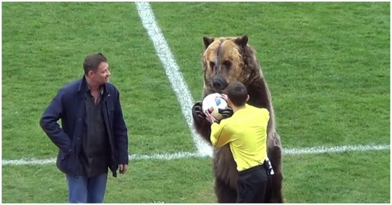 Дрессированный медведь Тима поприветствовал спортсменов и болельщиков на футбольном матче