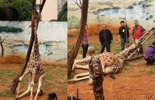 В зоопарке жираф пытался почесать шею, но застрял между ветками