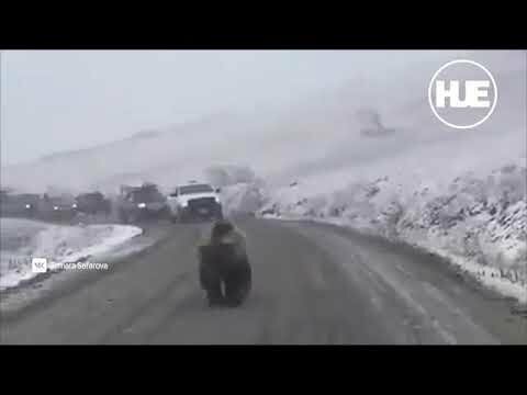 На Камчатке медведь парализовал движение на трассе