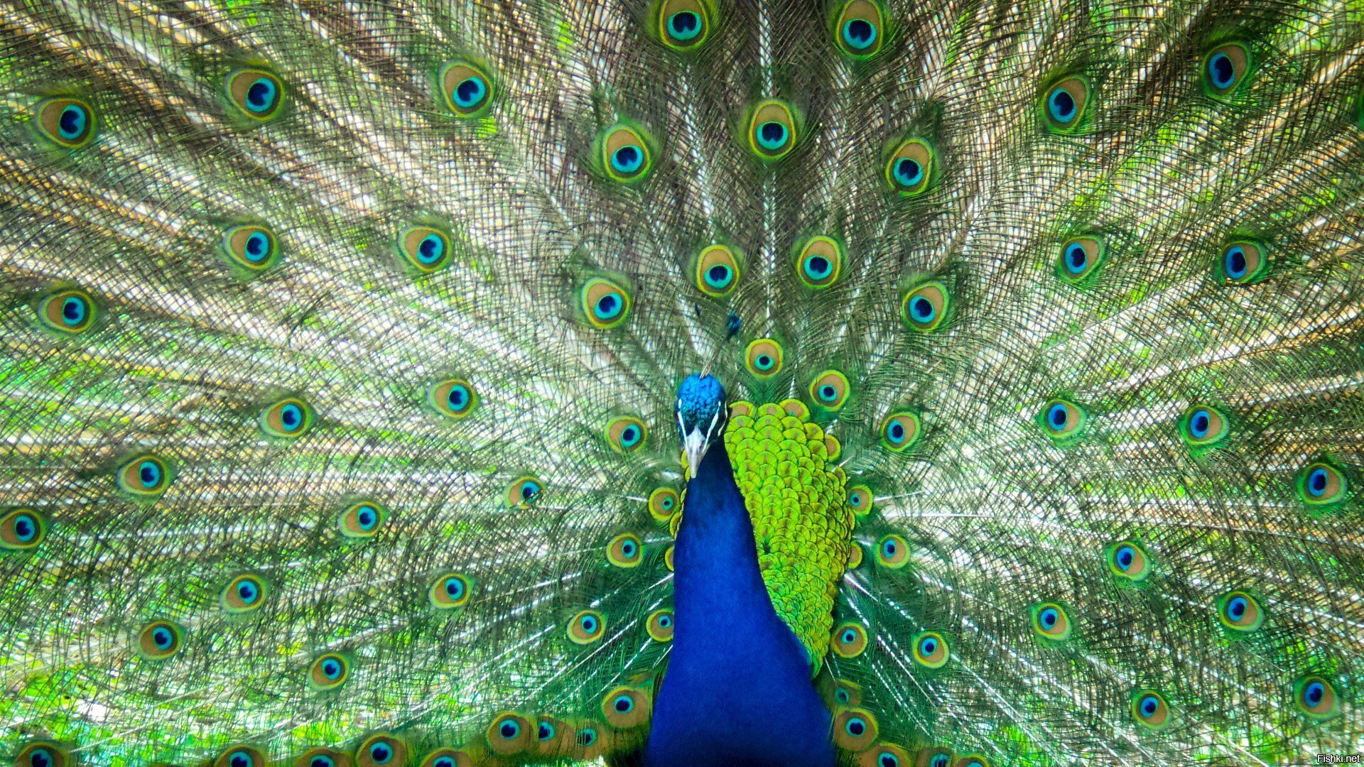 Котиков разбавляю 