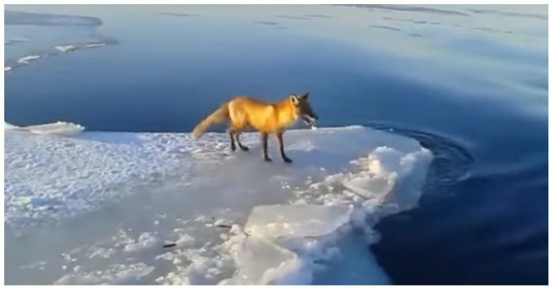 Рыбак помог застрявшей на льдине лисе добраться до берега