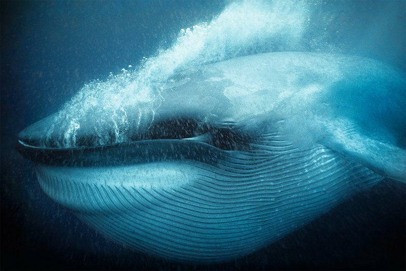 Лучшие подводные фотографии с конкурса Wildlife Photographer of the Year за последние 50 лет
