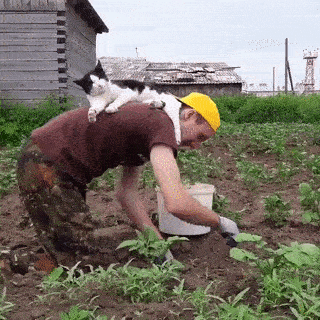 Скоро во всех огородах страны