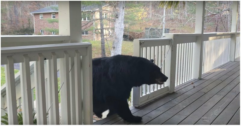Привет, сосед! Медвежье семейство зашло в гости к жителю США
