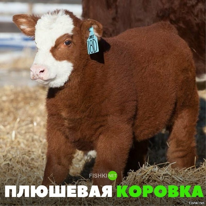 Плюшевая корова