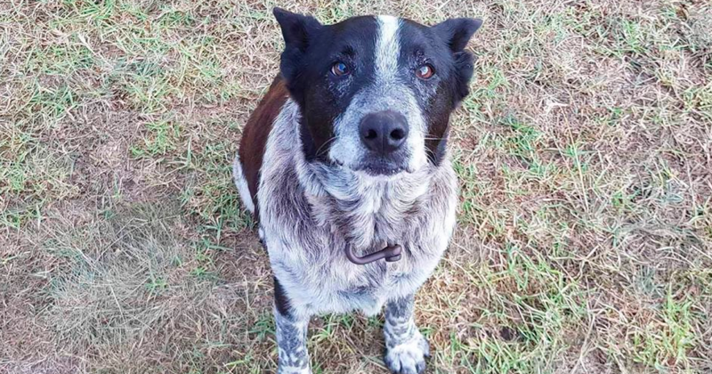 В Австралии глухой и полуслепой пес 15 часов охранял потерявшуюся девочку