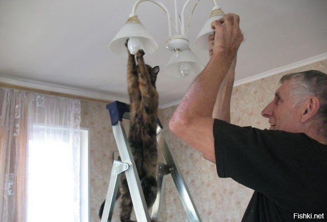 кошка научилась менять лампочки