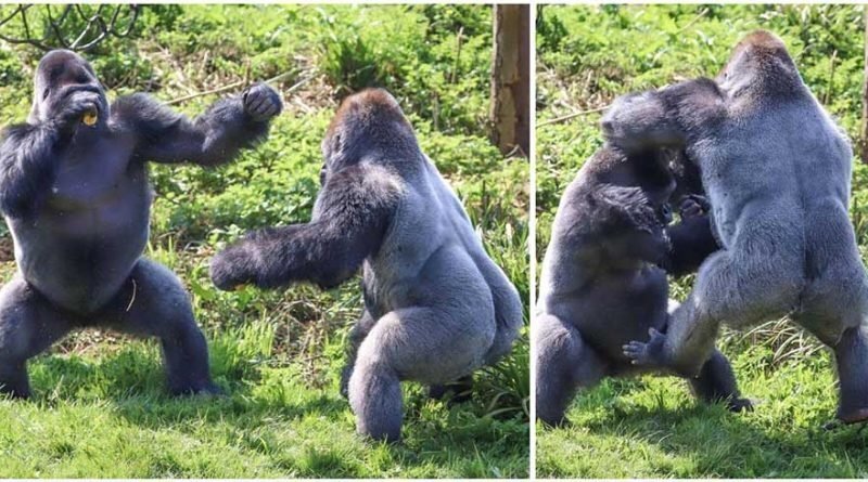 Драка двух горилл за еду