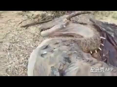 Найден труп дракона в горах Йемена или "Зима уже близко!"