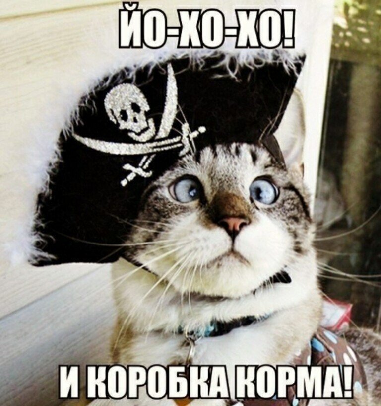 Субботний котопост