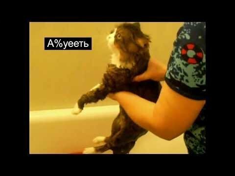 Кот матюкается во время купания