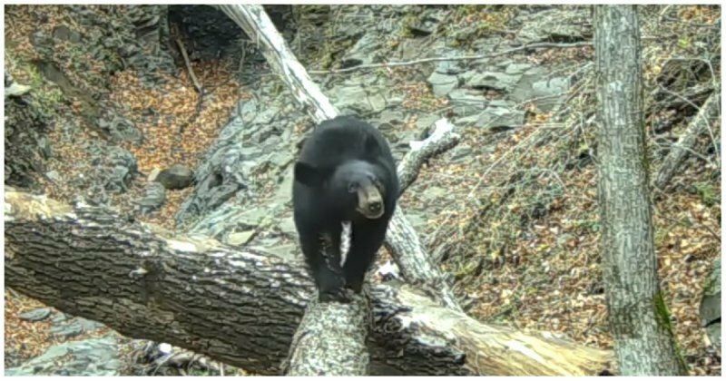 Медведь в национальном парке настроил фотоловушку, а затем гордо прошелся перед её объективом