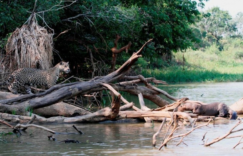 В Бразилии гигантские выдры прогнали ягуара с реки