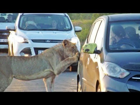 В ЮАР львица напугала туристов, решив открыть дверь их машины