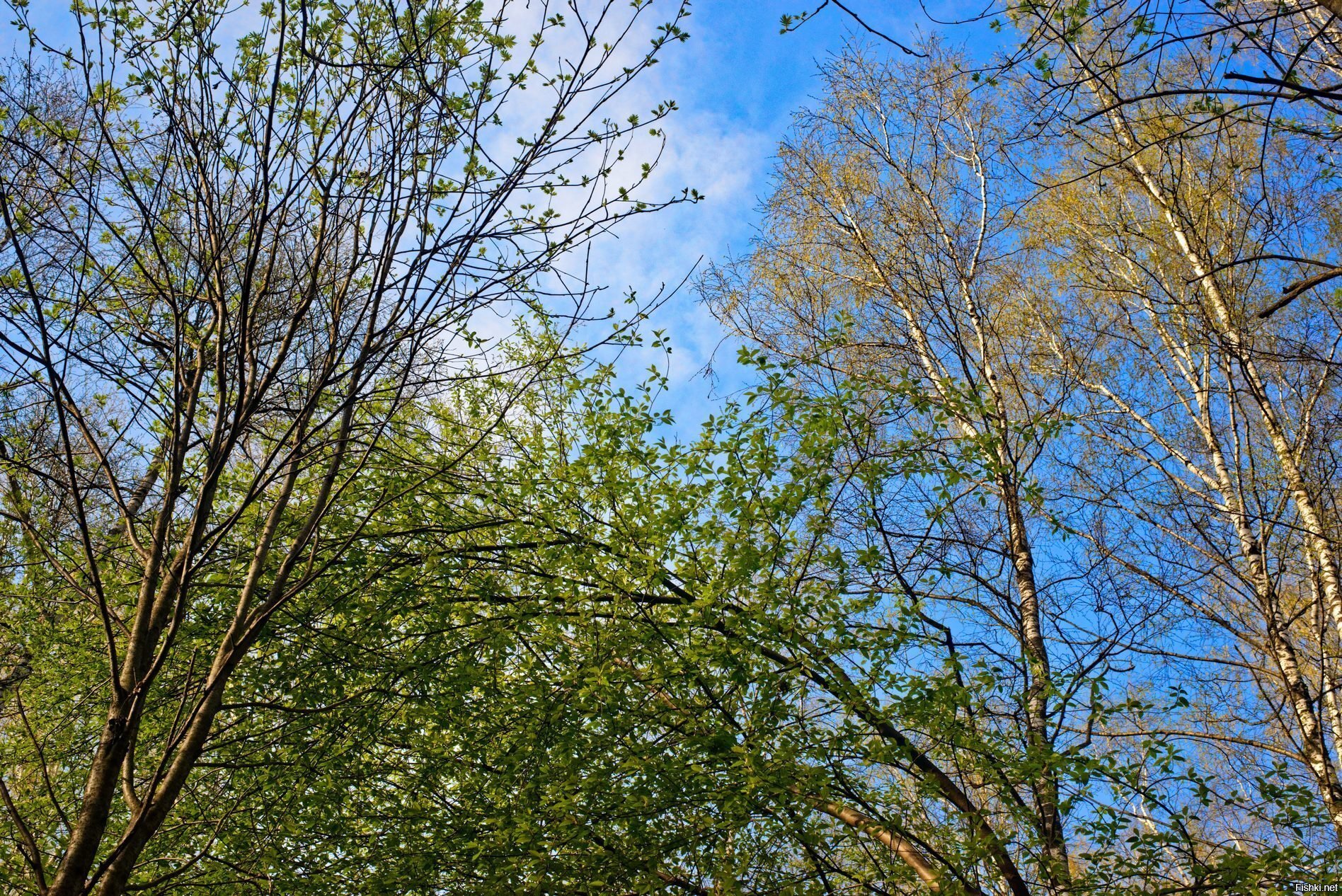 Вчера листиков в лесу нафоткал 