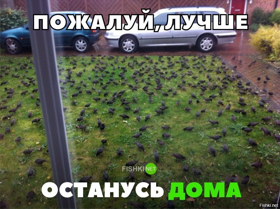 Останусь дома