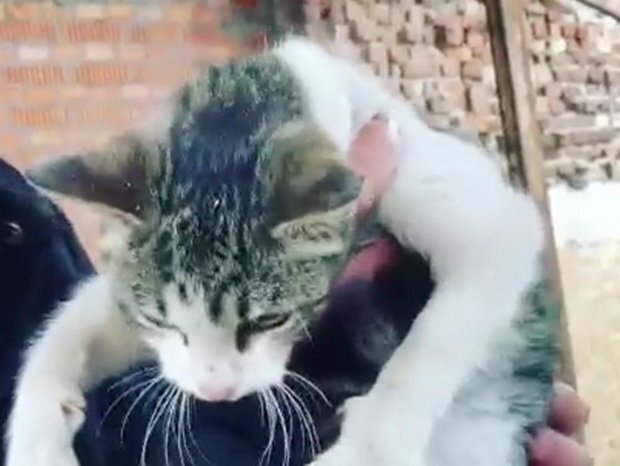 В Москве семейная пара выкинула кота, предложив пустить его на шаурму