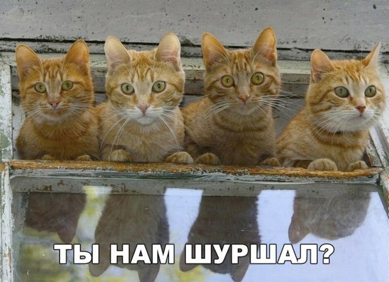 Субботний котопост