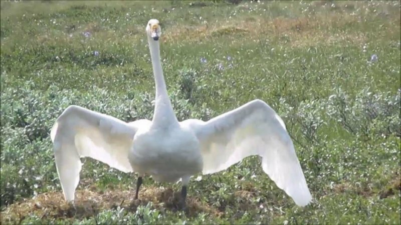 Видео про девочку и лебедя