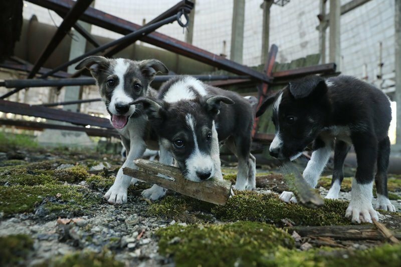 200 щенков из Чернобыля переезжают в США