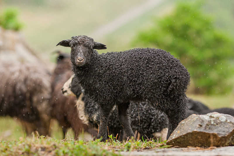 Чем отличаются карачевские овцы от своих сородичей