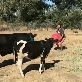 Спортивные коровы