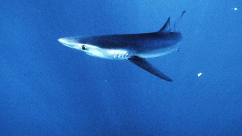 Телеведущий избил акулу и разрушил миф о дельфинах