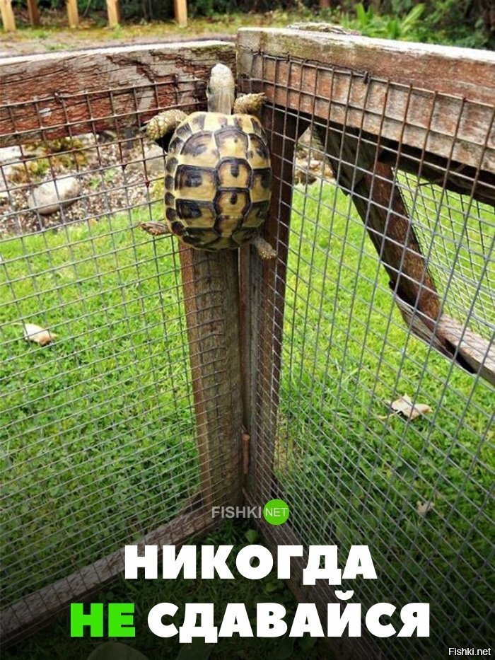 Никогда не сдавайся