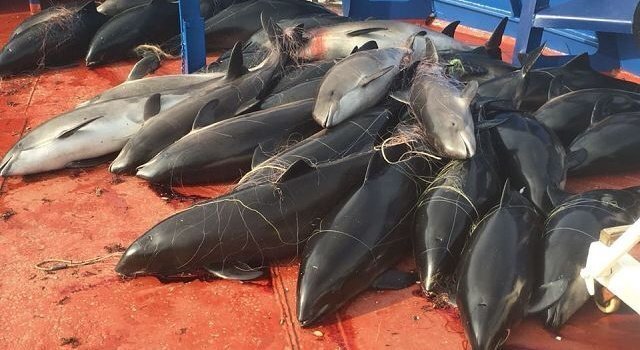Экипаж украинского судна ответит за убийство дельфинов