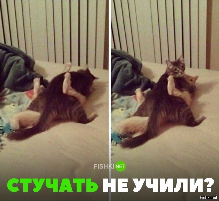 Стучать не учили?
