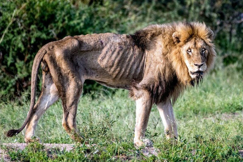 Душераздирающие фотографии последних часов жизни льва, изгнанного из прайда