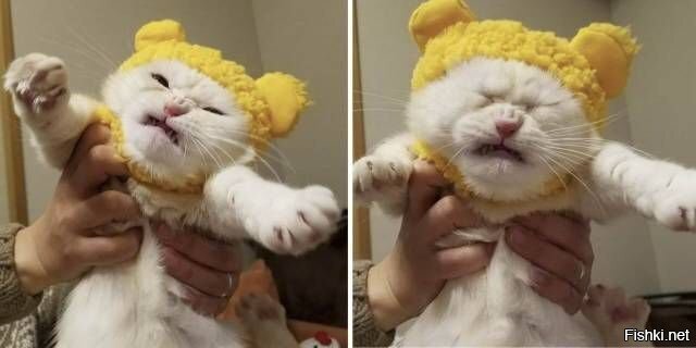 Какая прелесть )))