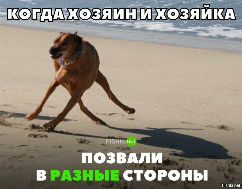 Собачий диссонанс