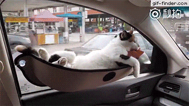 Теперь в машине комфортнее всего коту